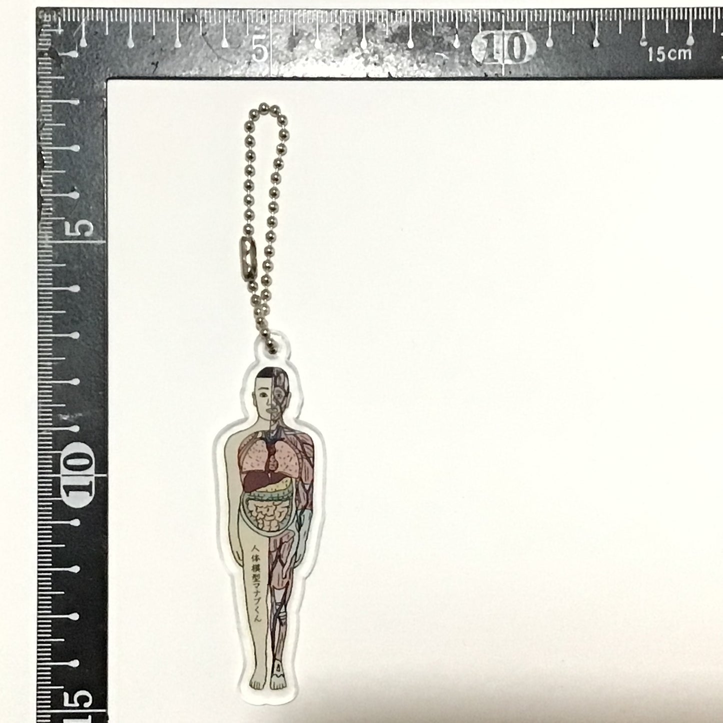 アクリルキーホルダー 人体模型マナブくん