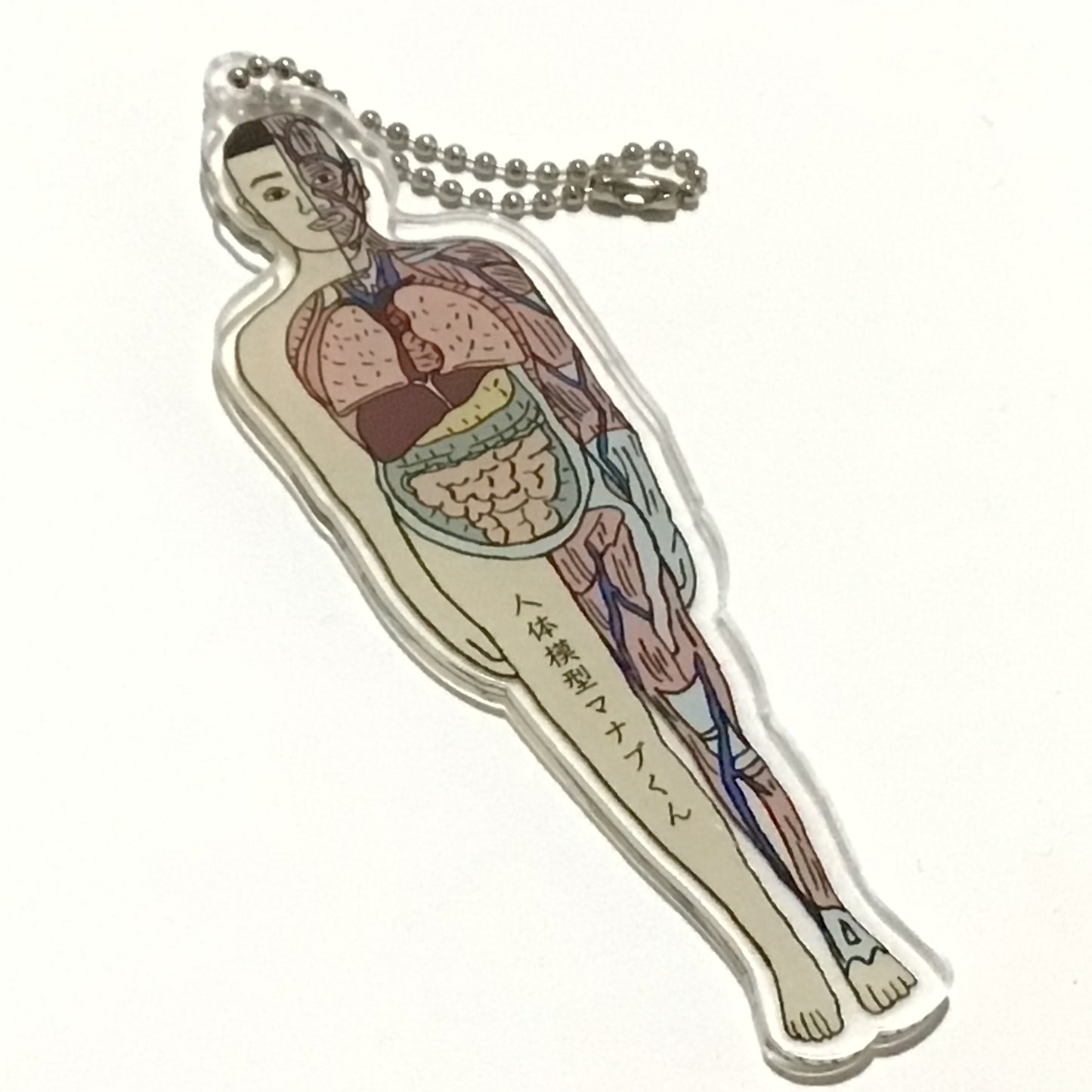 アクリルキーホルダー 人体模型マナブくん