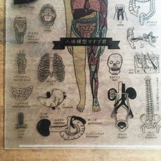 人体模型マナブ君 クリアファイル