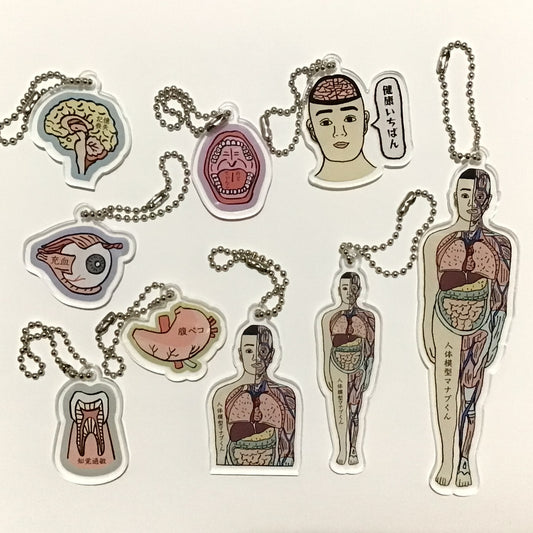 アクリルキーホルダー　人体模型マナブくん
