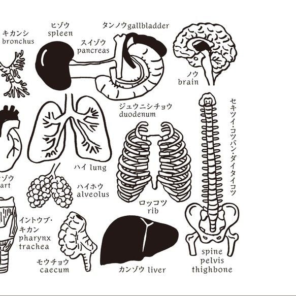 人体模型マナブ君 手ぬぐい